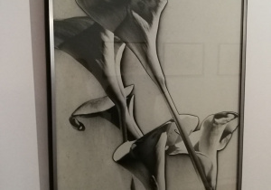 Man Ray Kalie
